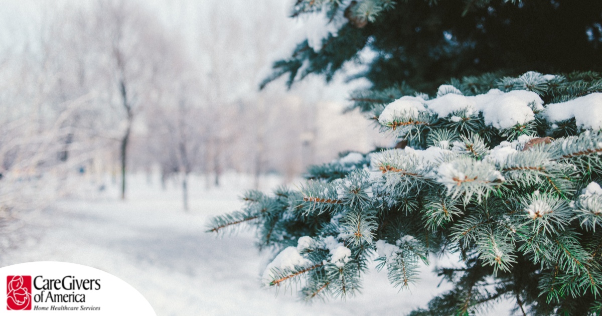 A tree and road are covered in snow representing winter and the senior safety that should be prioritized during the season.