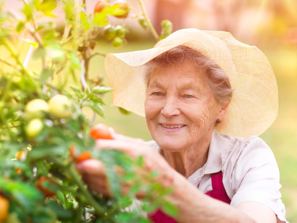 Cute senior woman wearing a sun hat, joyfully plucking apples in a lush garden on a sunny day.