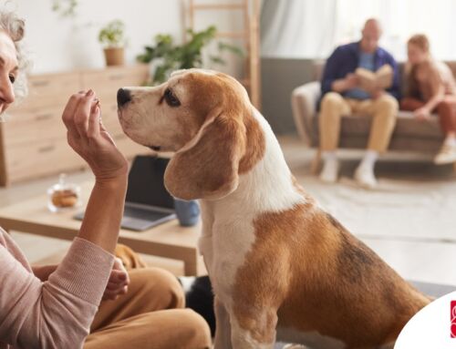 Pawsitive Impact: How Dogs Enhance Senior Well-being